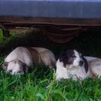 Duas cadelas que vivem na UFSM