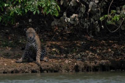  An injured adult male jaguar sits on the bank of a river at the Encontros das Aguas Park, in the Porto Jofre region of the Pantanal, near the Transpantaneira park road which crosses the worlds largest tropical wetland, in Mato Grosso State, Brazil, on September 15, 2020. - The Pantanal, a region famous for its wildlife, is suffering its worst fires in more than 47 years, destroying vast areas of vegetation and causing death of animals caught in the fire or smoke. (Photo by Mauro Pimentel / AFP)Editoria: ENVLocal: PantanalIndexador: MAURO PIMENTELSecao: wetlandsFonte: AFPFotógrafo: STF<!-- NICAID(14593253) -->
