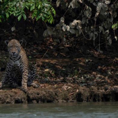  An injured adult male jaguar sits on the bank of a river at the Encontros das Aguas Park, in the Porto Jofre region of the Pantanal, near the Transpantaneira park road which crosses the worlds largest tropical wetland, in Mato Grosso State, Brazil, on September 15, 2020. - The Pantanal, a region famous for its wildlife, is suffering its worst fires in more than 47 years, destroying vast areas of vegetation and causing death of animals caught in the fire or smoke. (Photo by Mauro Pimentel / AFP)Editoria: ENVLocal: PantanalIndexador: MAURO PIMENTELSecao: wetlandsFonte: AFPFotógrafo: STF<!-- NICAID(14593253) -->