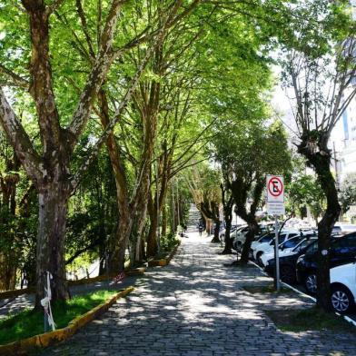  Em alusão ao dia da árvore, comemorado nesta segunda-feira (21), a Prefeitura de Caxias do Sul lançou um Plano Diretor de Arborização Urbana (PDAU). <!-- NICAID(14597861) -->