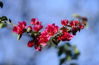  PORTO ALEGRE,RS,BRASIL.2020,09,22.Chegada da Primavera.(ROANALDO BERNARDI/AGENCIA RBS).<!-- NICAID(14598265) -->