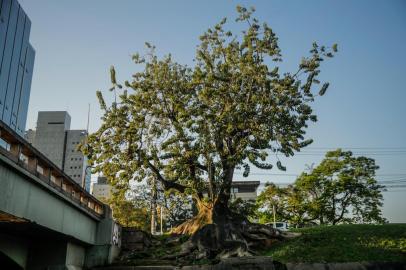  PORTO ALEGRE, RS, BRASIL - 18/09/2020Roteiro que passa pelas árvores mais bonitas de Porto Alegre - Na foto, o Umbuzeiro do Dilúvio<!-- NICAID(14596377) -->