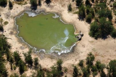 (FILES) In this file photo taken on May 25, 2020 and provided on July 3, 2020 courtesy of the National Park Rescue charity shows the carcass of one of the many elephants which have died mysteriously in the Okavango Delta in Botswana. - Hundreds of elephants that died mysteriously in Botswanas famed Okavango Delta succumbed to bacteria found in the water pans, the wildlife department revealed on September 21, 2020. (Photo by - / NATIONAL PARK RESCUE / AFP) / RESTRICTED TO EDITORIAL USE - MANDATORY CREDIT AFP PHOTO /NATIONAL PARK RESCUE - NO MARKETING - NO ADVERTISING CAMPAIGNS - DISTRIBUTED AS A SERVICE TO CLIENTS<!-- NICAID(14598441) -->