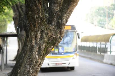  PORTO ALEGRE,RS,BRASIL.2020,09,25.Arvores avançam sobre a pista de rolamento na AV.João Pessoa,enfrente a faculdade economia,causando transtornos e acidentes ao mooristas de ônibus e caminhões que passam pelo local.(RONALDO BERNARDI/AGENCIA RBS).<!-- NICAID(14601077) -->