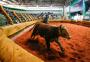 Sem público, Parque de Exposições Assis Brasil recebe final do Freio de Ouro