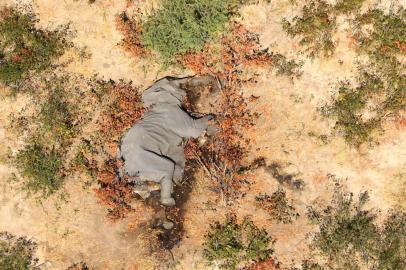 (FILES) In this file photo taken on May 25, 2020 and provided on July 3, 2020 courtesy of the National Park Rescue charity shows the carcass of one of the many elephants which have died mysteriously in the Okavango Delta in Botswana. - Hundreds of elephants that died mysteriously in Botswanas famed Okavango Delta succumbed to bacteria found in the water pans, the wildlife department revealed on September 21, 2020. (Photo by - / NATIONAL PARK RESCUE / AFP) / RESTRICTED TO EDITORIAL USE - MANDATORY CREDIT AFP PHOTO /NATIONAL PARK RESCUE - NO MARKETING - NO ADVERTISING CAMPAIGNS - DISTRIBUTED AS A SERVICE TO CLIENTS<!-- NICAID(14603284) -->