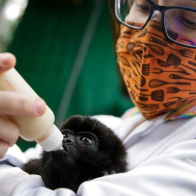  PORTO ALEGRE, RS, BRASIL, 14-09-2020: A medica veterinaria Marina Anicet com bugio no Voluntarios da Fauna, no bairro Iapi. A clinica atende muitos animais silvestres feridos devido a acao humana ou vitimas da expansao urbana. Alguns chegam a ficar por anos sob cuidados no local. (Foto: Mateus Bruxel / Agencia RBS)Indexador: Mateus Bruxel<!-- NICAID(14601683) -->