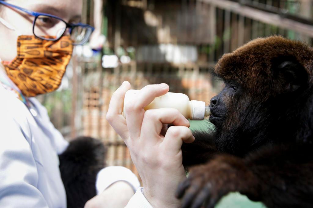 Mantenha sempre a distância de animais silvestres