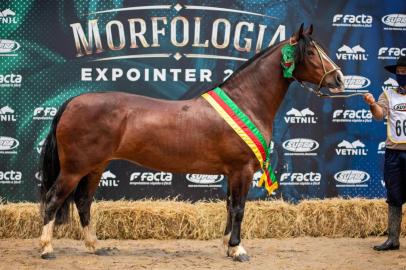 Égua Basca Constância foi a grande campeã das fêmeas na final da Morfologia do Cavalo Crioulo, na Expointer Digital 2020.<!-- NICAID(14608787) -->