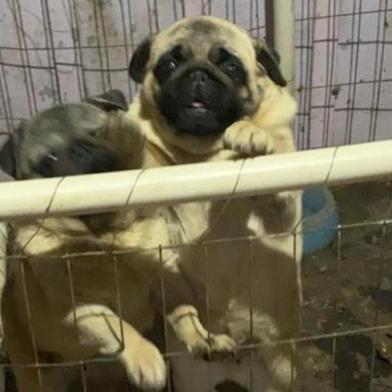  49 cães da raça pug são resgatados em São Sebastião do Caí.<!-- NICAID(14609790) -->