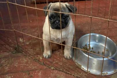  49 cães da raça pug são resgatados em São Sebastião do Caí.<!-- NICAID(14609788) -->