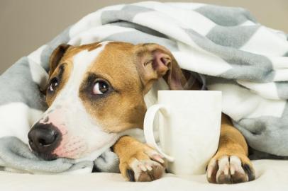  Funny young pitbull dog in bed covered in throw blanket with steaming cup of hot tea or coffee. Lazy staffordshire terrier puppy wrapped in plaid looks up and relaxesFonte: 185172523<!-- NICAID(14507574) -->