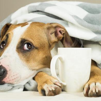  Funny young pitbull dog in bed covered in throw blanket with steaming cup of hot tea or coffee. Lazy staffordshire terrier puppy wrapped in plaid looks up and relaxesFonte: 185172523<!-- NICAID(14507574) -->