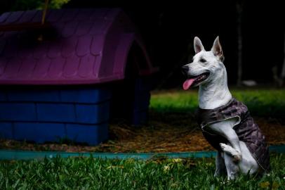  GRAVATAI, RS, BRASIL, 15-10-2020: O cachorro Valentim, chamado tambem de Tim Tim, em casa com os novos tutores, em Gravatai. Ele tem uma deficiencia nas patas dianteiras e, depois de ser  abandonado duas vezes em Sao Leopoldo no inicio do ano, agora tem um novo lar e convive com outros animais. (Foto: Mateus Bruxel / Agencia RBS)Indexador: Fernando Gomes<!-- NICAID(14617538) -->