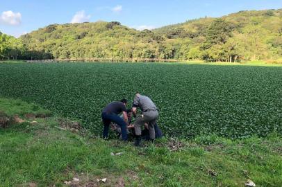 A Brigada Militar retirou um homem de um lago em Farroupilha, nesta quarta-feira (21).<!-- NICAID(14622713) -->