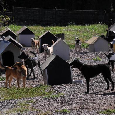  CAXIAS DO SUL, RS, BRASIL, 28/04/2020 - Em alguns lugares, durante período de distanciamento social, houve aumento de adoção de animais. O canil municipal cuida de mais de 700 animais que estão para adoção. (Marcelo Casagrande/Agência RBS)<!-- NICAID(14487693) -->