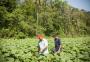 Restaurante com pratos à base de plantas gera R$ 2 milhões em renda a agricultores familiares do RS