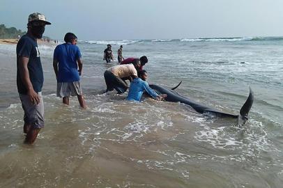  Sri Lankan volunteers try to push back a stranded short-finned pilot whale at the Panadura beach, 25 km south of the capital Colombo on November 2, 2020. - Officials say over 100 whales washed ashore, making it the biggest group to be stranded in Sri Lanka. (Photo by STR / AFP)Editoria: HUMLocal: PanaduraIndexador: STRSecao: animalFonte: AFPFotógrafo: STR<!-- NICAID(14632431) -->