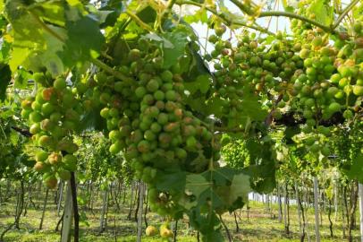 Pelo menos 250 hectares de plantações foram afetados por granizo na Serra. O balanço é da Emater Regional que contabiliza estragos nos municípios de Antonio Prado, Flores da Cunha e Campestre da Serra. Segundo o agrônomo, Enio Todeschini, foram nove propriedades fortemente afetadas totalizando 250 hectares de plantação de uva e pessego./ <!-- NICAID(14641943) -->