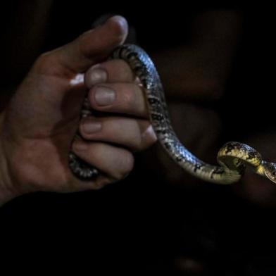 A snake during a Hong Kong Snakes Safari walk in Hong Kong, Sept. 16, 2020. (Lam Yik Fei/The New York Times)A snake during a Hong Kong Snakes Safari walk in Hong Kong, Sept. 16, 2020. On nighttime hikes in Hong Kongâs lush forests, Sargent teaches city slickers about the reptiles â and their bites. (Lam Yik Fei/The New York Times)Editoria: ILocal: HONG KONGIndexador: LAM YIK FEIFonte: NYTNSFotógrafo: STR<!-- NICAID(14642164) -->