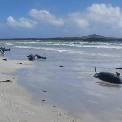 Foto do Departamento de Conservação da Nova Zelândia mostra algumas das 100 baleias-piloto mortas encalhadas nas remotas ilhas Chatham da Nova Zelândia. Mamíferos marinhos encalharam no fim de semana, mas os esforços de resgate foram prejudicados pela localização isolada da área, cerca de 800 quilômetros (500 milhas) a leste da Ilha do Sul, disse o Departamento de Conservação<!-- NICAID(14651812) -->