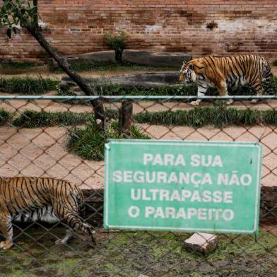  SAPUCAIA DO SUL, RS, BRASIL, 26-11-2020: Tigres. Parque Zoologico de Sapucaia do Sul volta a receber visitantes apos meses fechado devido a pandemia. As regras para visitacao acompanham disposicoes do modelo de distanciamento controlado do Estado.  Entre as medidas, a entrada fica limitada a 500 carros por dia, obrigatoriedade do uso de mascaras, a area de churrasqueiras fica fechada, mas piqueniques estao liberados, e a pracinha infantil esta interditada. (Foto: Mateus Bruxel / Agencia RBS)Indexador: Mateus Bruxel<!-- NICAID(14653483) -->