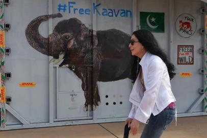 US pop singer Cher walks past the crate containing Kaavan the Asian elephant upon his arrival in Cambodia from Pakistan at Siem Reap International Airport in Siem Reap on November 30, 2020. (Photo by TANG CHHIN Sothy / AFP)<!-- NICAID(14656515) -->