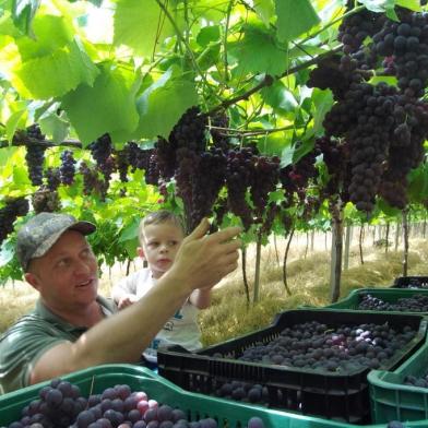 Colheita da safra da uva tem inícioVariedade superprecoce, cultivada nas regiões mais quentes, como os Vales do Caí, Taquari e Antas, a uva Vênus é a primeira a ser colhida na Serra. A uva chega à mesa do consumidor com qualidade devido à sanidade apresentada pelas vinhas.Uma das propriedades que está colhendo esta variedade desde a semana passada é da família de Andrei Lazzarini, na comunidade de Nossa Senhora dos Navegantes, em Cotiporã. Além da Vênus, ele também cultiva Niágara Branca e Rosa, Isabel, Rúbia, Violeta, Clone 30 e Carmen, em uma área de aproximadamente 5,5 hectares. A safra na propriedade se estenderá até o fim de fevereiro.<!-- NICAID(14656768) -->