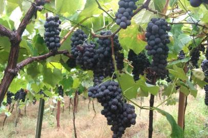 Fotos da colheita da uva Vênus, em Farroupilha, na família Correa.<!-- NICAID(14656987) -->