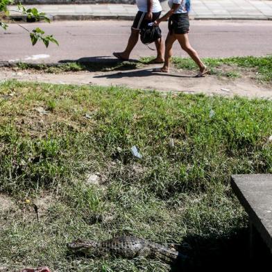  GUAÍBA, RS, BRASIL - 2020.12.25 - Jacarés seguem em valão na cidade de Guaíba, convivendo com moradores. (Foto: ANDRÉ ÁVILA/ Agência RBS)Indexador: Andre Avila<!-- NICAID(14669226) -->