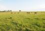 Vegetação nativa do pampa é a menor da história