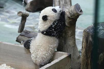 The picture shows six-month-old giant panda cub Yuan Bao during a media preview at Taipei Zoo in Taipei on December 28, 2020. (Photo by HSU Tsun-hsu / AFP)<!-- NICAID(14677966) -->