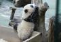 VÍDEO: um dos últimos grandes pandas de Taiwan aparece pela primeira vez diante das câmeras