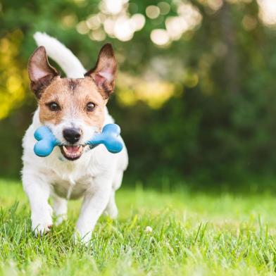  PORTO ALEGRE, RS, BRASIL,02/08/2018- Jack Russell Terrier, cachorro, dog, cão.Foto: alexei_tm/stock.adobe.comLocal: MoscowIndexador: Alexei MaximenkoFonte: 292310700<!-- NICAID(14424220) -->