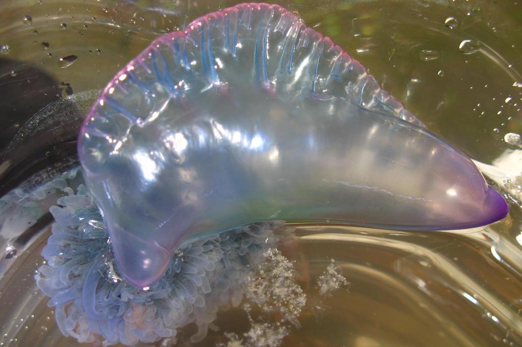 Vinagre e água do mar são aconselhados para queimaduras por águas