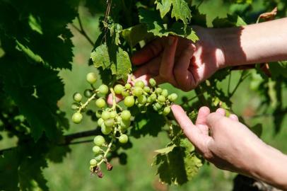  PIRATINI, RS, BRASIL - 2020.12.22 - Herbicida 2,4-D usado na soja gera prejuízo em outros culturas. Na foto: Vinicola Dom Basilio, com prejuízos na plantação de uvas. (Foto: ANDRÉ ÁVILA/ Agência RBS)Indexador: Andre Avila<!-- NICAID(14675733) -->