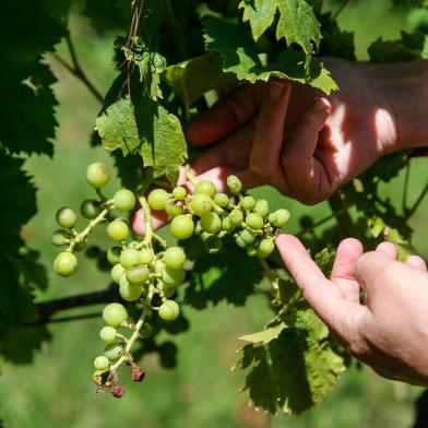  PIRATINI, RS, BRASIL - 2020.12.22 - Herbicida 2,4-D usado na soja gera prejuízo em outros culturas. Na foto: Vinicola Dom Basilio, com prejuízos na plantação de uvas. (Foto: ANDRÉ ÁVILA/ Agência RBS)Indexador: Andre Avila<!-- NICAID(14675733) -->