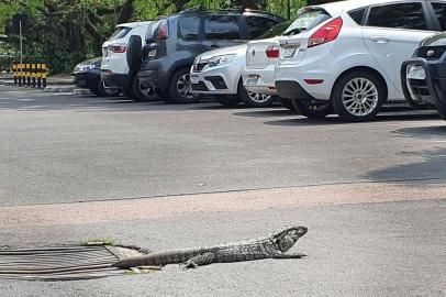 Um fato inusitado ocorreu na tarde de quarta-feira (6) na Câmara Municipal: um lagarto de um metro e meio de comprimento andou tranquilamente pelo pátio do local, provocando surpresa a quem passava por ali.<!-- NICAID(14685389) -->