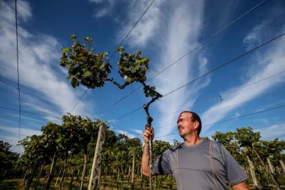  JAGUARI, RS, BRASIL - 2020.12.20 - Herbicida 2,4-D usado na soja gera prejuízo em outros culturas. Na foto: Jeferson Chequim Guerra, já colheu cerca de 100 toneladas de uva e agora prevê colheita de apenas 12 toneladas. (Foto: ANDRÉ ÁVILA/ Agência RBS)Indexador: Andre Avila<!-- NICAID(14675720) -->