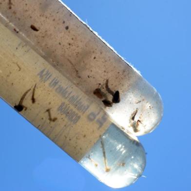  CAXIAS DO SUL, RS, BRASIL 16/12/2015Focos do mosquito da dengue em residências do bairro Centenário 1 em Caxias do Sul. (Felipe Nyland/Agência RBS)Indexador: Felipe Nyland                   <!-- NICAID(11892744) -->