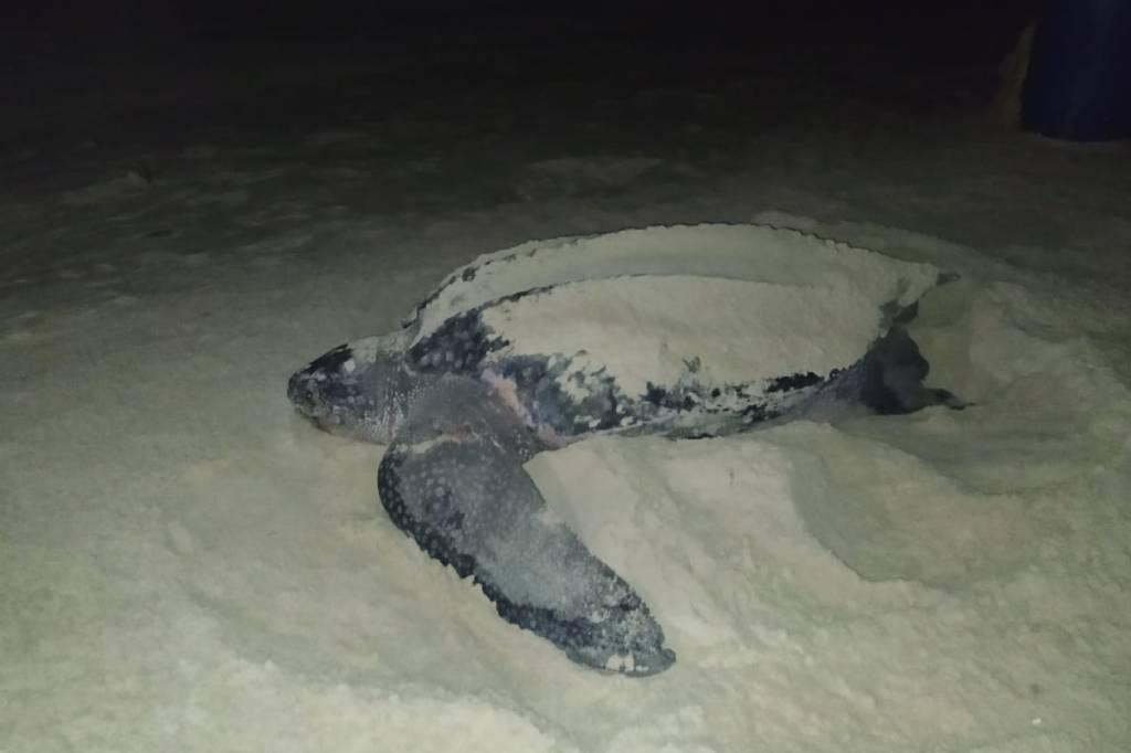 VÍDEO: espécie de uma das maiores tartarugas do mundo faz desova em Arroio  do Sal | Pioneiro