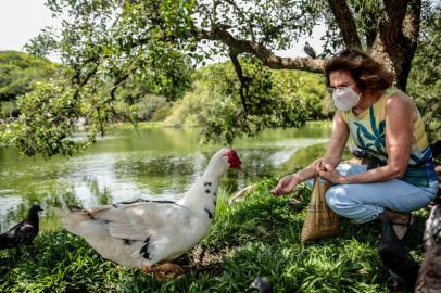 PORTO ALEGRE, RS, BRASIL - 05/02/2021O misterioso sumiço dos patos da lagoa do Parcão. Nas fotos, dona Jacinta alimenta os bichos com milho<!-- NICAID(14708296) -->