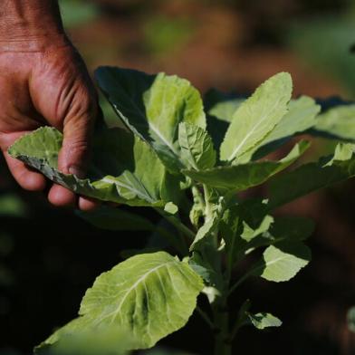 CANOAS, RS, BRASIL, 18-02-2016: Matéria especial sobre agricultura urbana, com hortas em grandes centros metropolitanos. Na foto, horta comunitária em baixo de área de alta tensão da CEEE, em Canoas (FOTO FÉLIX ZUCCO/AGÊNCIA RBS, Editoria Campo e Lavoura).<!-- NICAID(12022068) -->