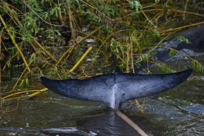 The tail of a juvenile Minke whale is seen as it swims near a bridge at Teddington in southwest London after it swam up the river Thames on May 10, 2021. (Photo by Glyn KIRK / AFP)<!-- NICAID(14779874) -->