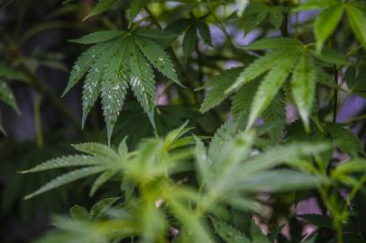 CABO POLONIO, ROCHA, URUGUAI, 16-01-2016: plantas de maconha na praia uruguaia de Cabo Polonio. Foto para matéria especial sobre o Turismo da Cannabis no litoral uruguaio (FOTO FÉLIX ZUCCO/AGÊNCIA RBS, Editoria SuaVida).Indexador: Felix Zucco<!-- NICAID(11969579) -->