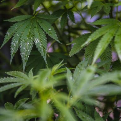 CABO POLONIO, ROCHA, URUGUAI, 16-01-2016: plantas de maconha na praia uruguaia de Cabo Polonio. Foto para matéria especial sobre o Turismo da Cannabis no litoral uruguaio (FOTO FÉLIX ZUCCO/AGÊNCIA RBS, Editoria SuaVida).Indexador: Felix Zucco<!-- NICAID(11969579) -->