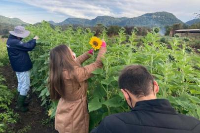 Flores para Todos, projeto da Universidade Federal de Santa Maria (UFSM). Na foto:MEMBROS DO PROJETO SUPERVISIONAM CULTIVO DE GIRASSOIS EM sANTa maria<!-- NICAID(14788946) -->