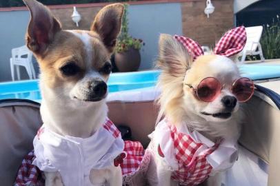 Pet influencers: as chihuahuas de Canela Teodora e Pandora<!-- NICAID(14792278) -->