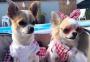 Conheça a dupla de chihuahuas influencers de Canela 