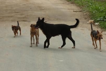 *** RONALDOBERANARDI-CÃESABANDONADOS ***   Cães abandonados na Rua da Prudencia com a Rua Sinodo, no bairro Cidade Deus. Fotógrafo: RONALDOberanardi<!-- NICAID(2050392) -->